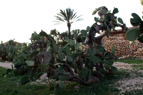 Opuntia ficus-indica / Fico d'' India